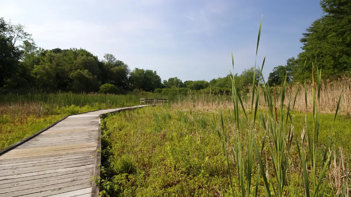 Marshland Walkway